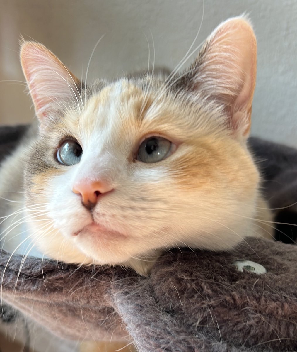 Panko A. Cat’s Mom tweet media