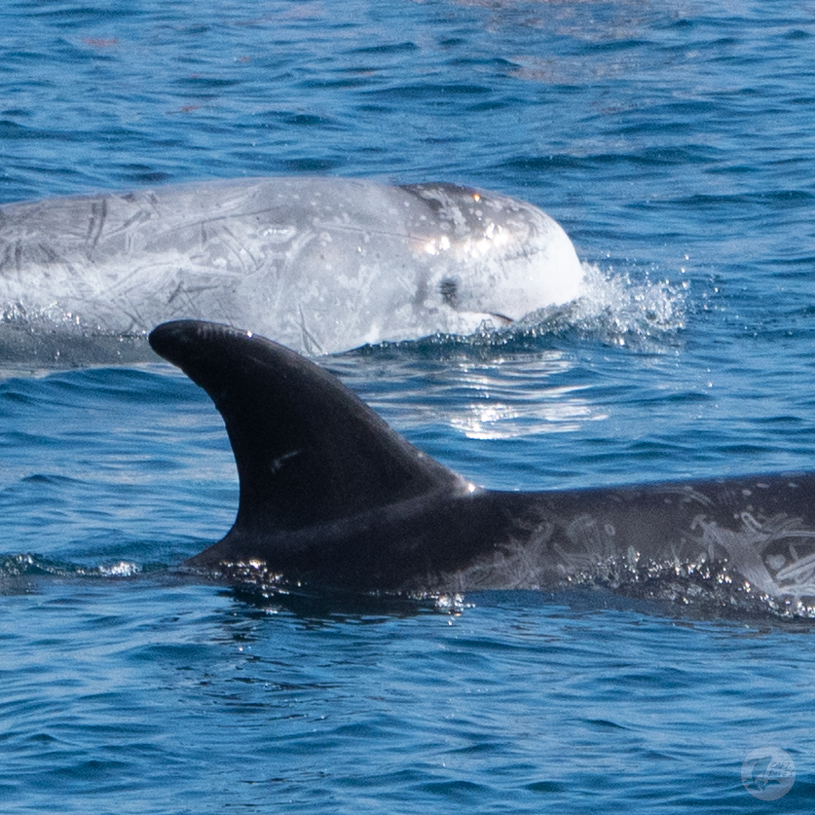 CaptDavesWhaleWatching tweet media