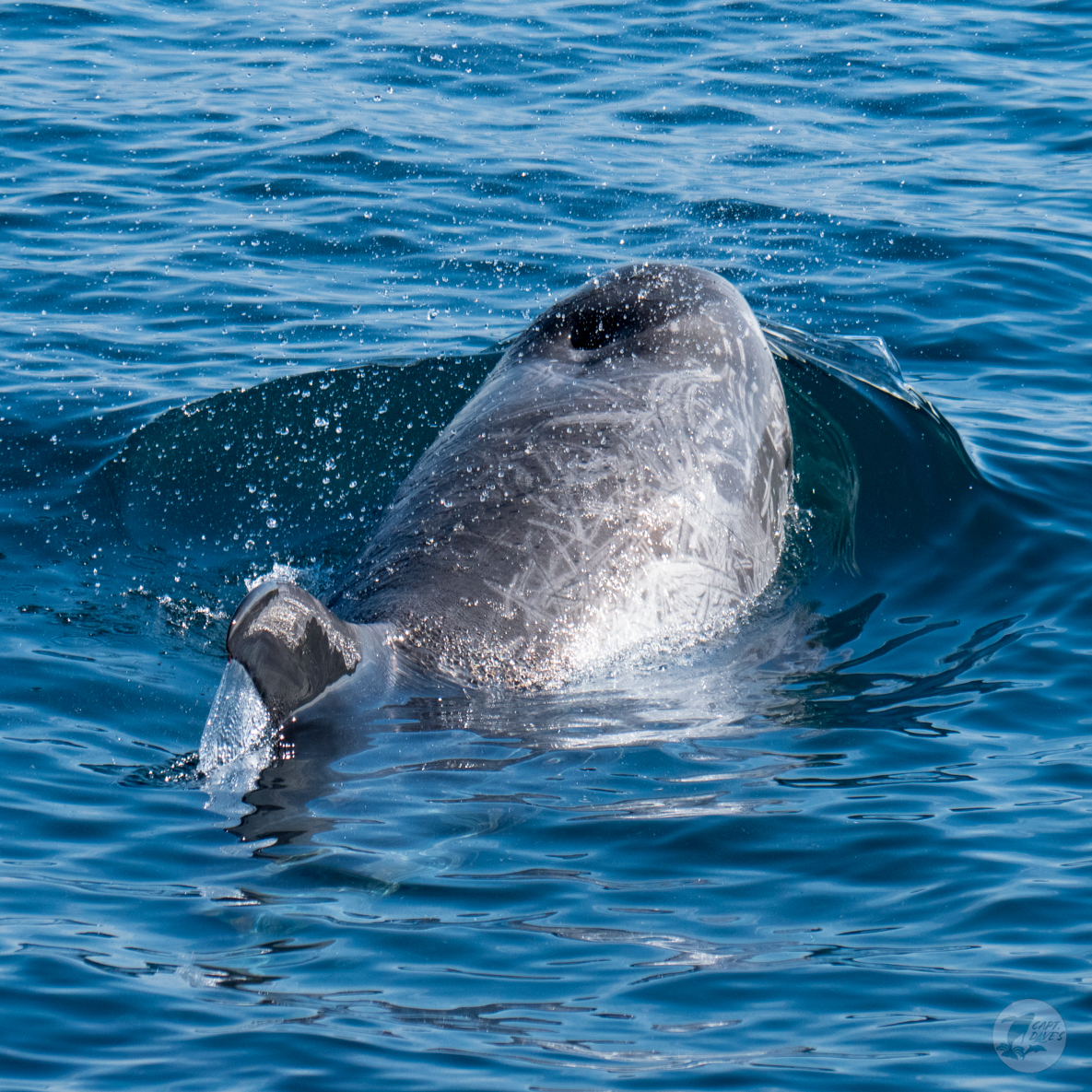 CaptDavesWhaleWatching tweet media