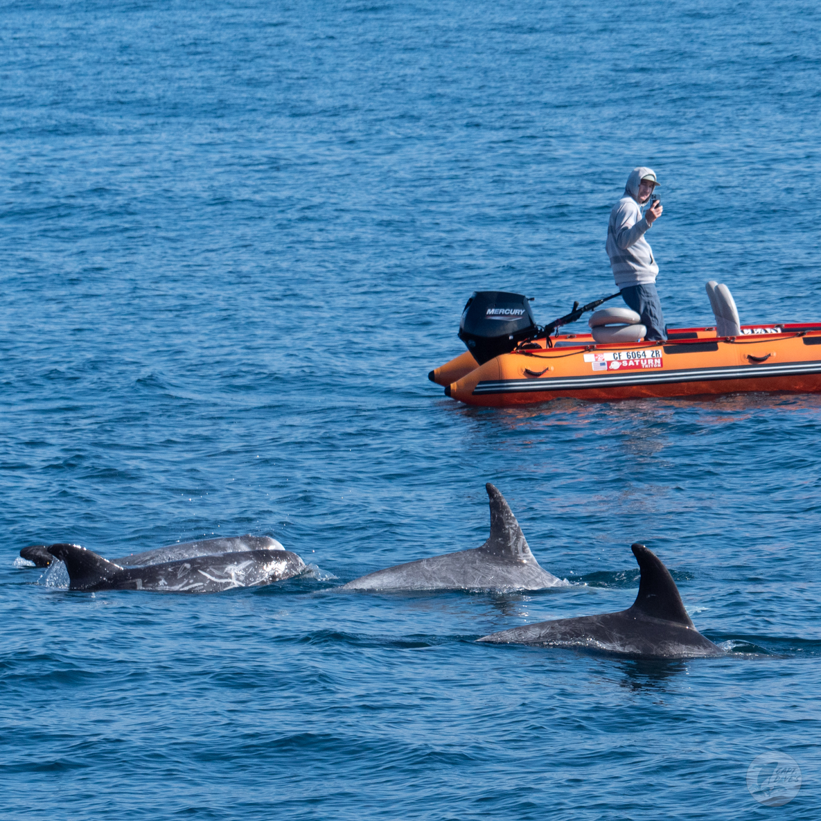 CaptDavesWhaleWatching tweet media