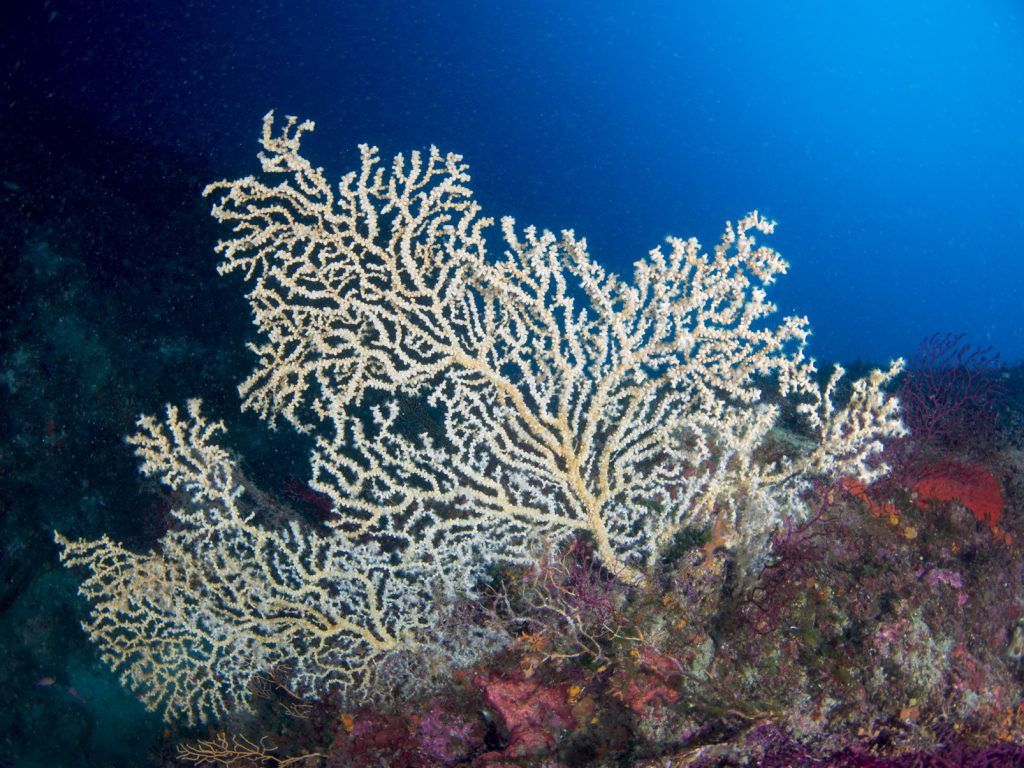 3Ddaniel86's tweet photo. In our project, “3D-4-SEAC”  https://t.co/tzhzgXxL5n, founded by @PureOceanFund we are developing an efficient workflow for #3dimensional reconstruction of complex marine organisms.  Check the official page for an interactive exploration of Mediterranean habitats.

#3dmodeling https://t.co/x0wPtWlG3g