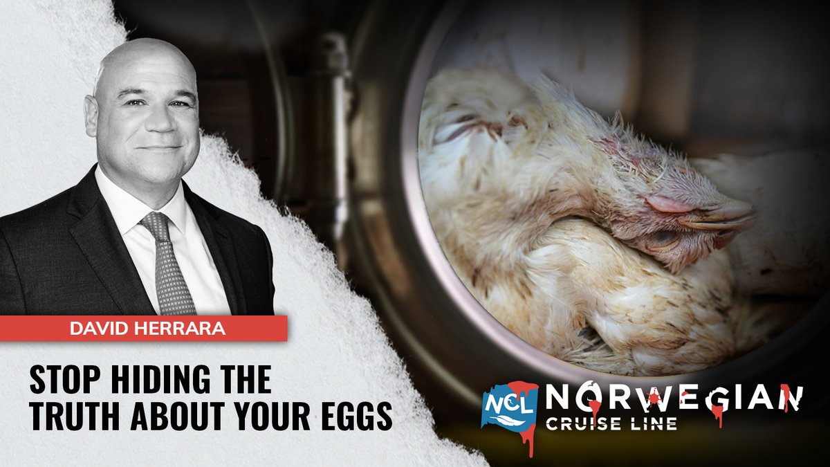 dena_saurus's tweet photo. @CruiseNorwegian Norwegian Cruise Line leadership is in the business of misleading guests and they refuse to be transparent about their global cage-free progress https://t.co/FUvTMTaU5x