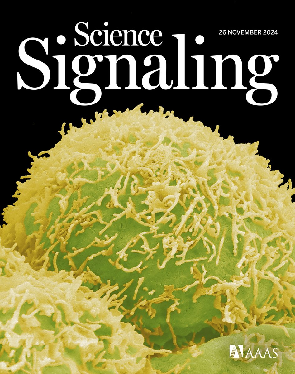 Scientists exploit a metabolic “Achilles’ heel” to target and suppress stubborn prostate cancers in mice, our new Editors’ Choice piece dives into a new discovery about how microbes help honeybees learn, and more this week in #ScienceSignaling. bit.ly/494YV2d
