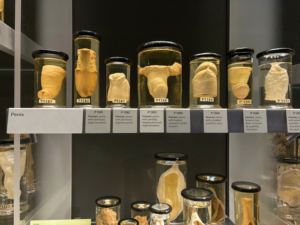 Persephone Tempest tweet media