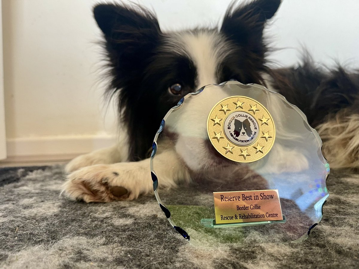 Super proud &amp; happy to have raised money for <a href="/HartCollie/">Diane Hart Collie Dog Rescue, Wales</a> &amp; here is <a href="/ArchieDog4/">Archie Dog aka Tefryn Chase the Dream 🐶🐾💙</a> with his amazing prizes and rosettes for being reserve best in show in the photo competition 🐾💙🐾💙🐾💙🐾💙🐾💙🐾💙