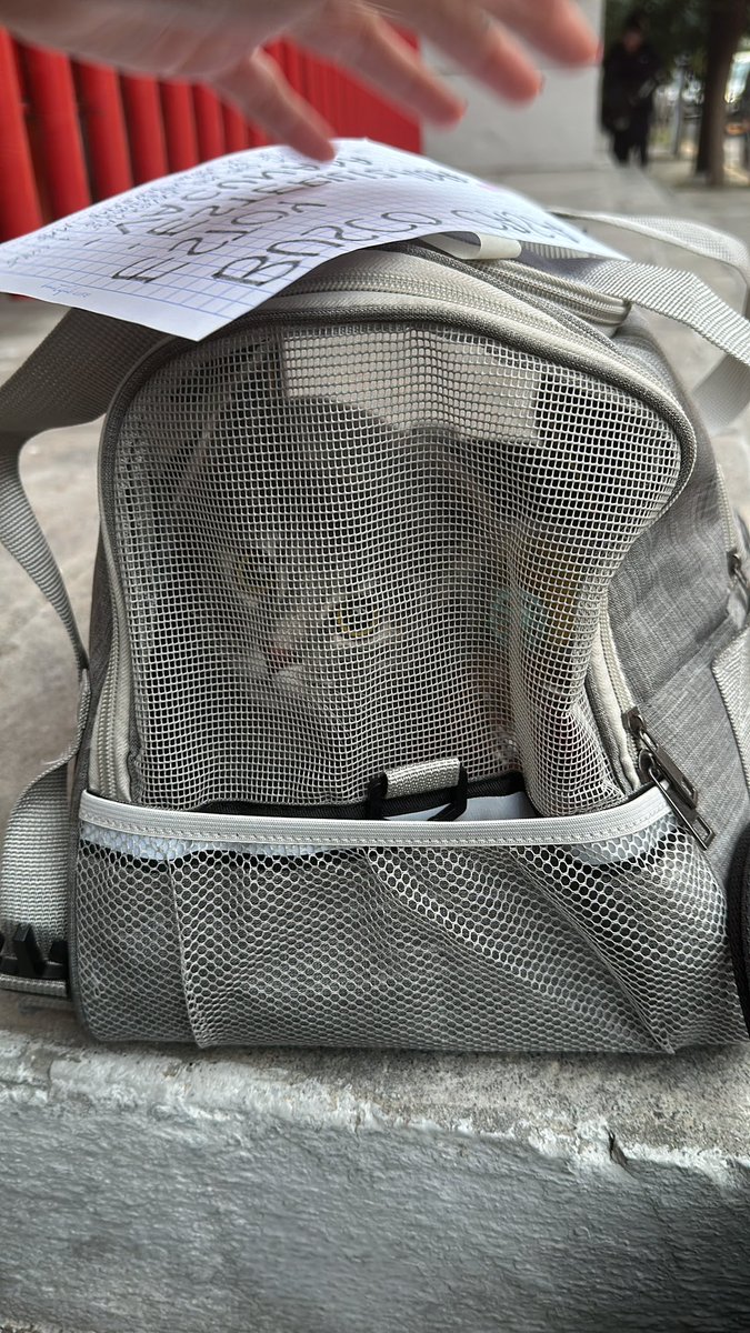 sam_espino98's tweet photo. A la persona que dejó una gatita afuera de un colegio con su comida y juguetes, quédate tranquila que ya tiene hogar.❤️‍🩹 https://t.co/YAwbRel8bk