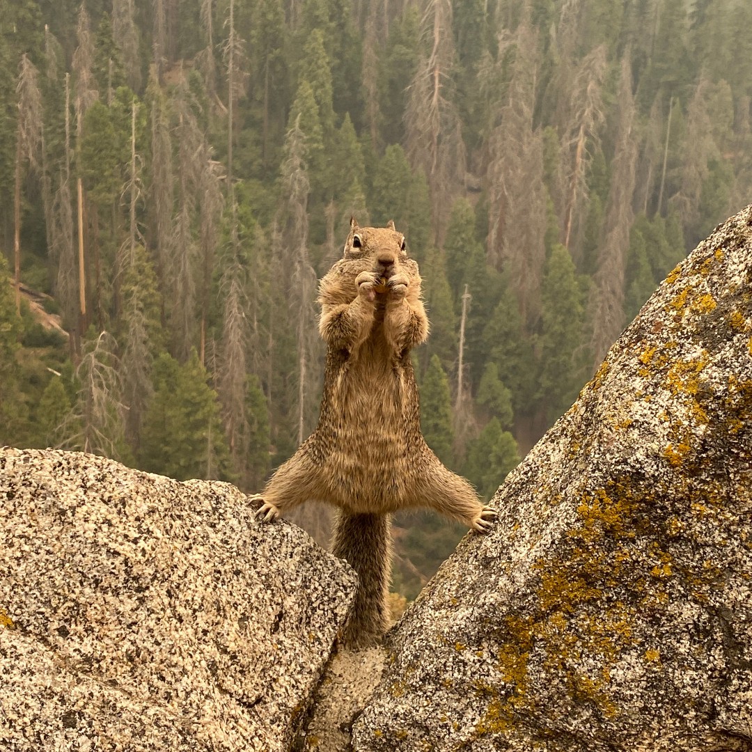 Interior's tweet image. PSA from an acrobatic squirrel:    

America’s public lands are nut-oriously busy this week.  

While a handful of parks receive a lot of love (and crowds), there are more than 2,000 federal recreation sites across the country – most of which are free!

Photo by Kristin Burrill