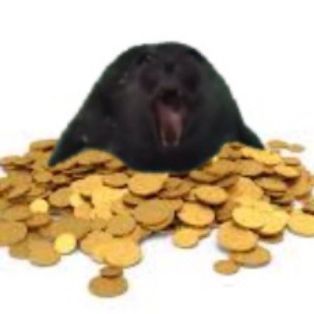 corndog 🦈 tweet media