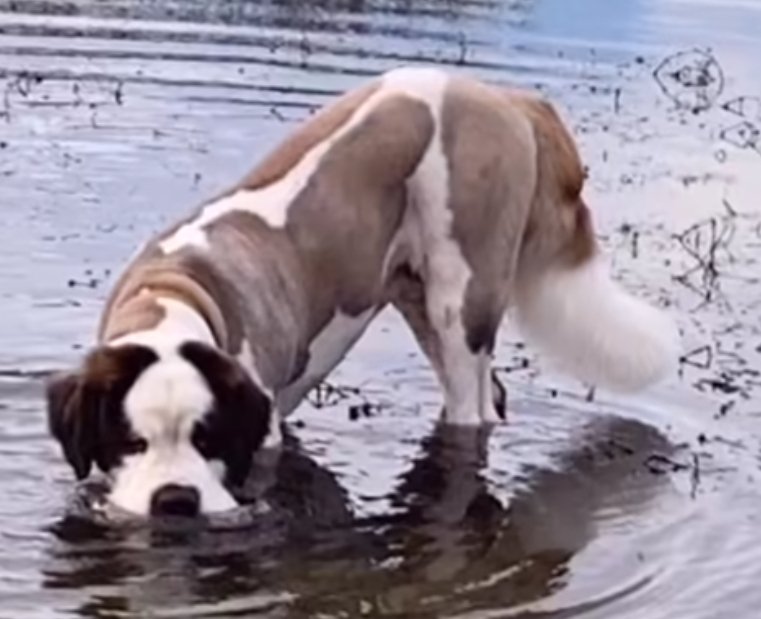 bs2510's tweet photo. COLIN #StolenColin
Male #SaintBernard Adult Tricolour Darkest brown/black ears and eyes Microchipped

#Missing 20 Nov 2024 #Brynna
#Pencoed area #Wales CF35

💥SUBSTANTIAL REWARD OFFERED FOR ANY INFORMATION LEADING TO HIS SAFE RETURN💥

https://t.co/oCsjgpCN6S https://t.co/gB5zd8HHCi