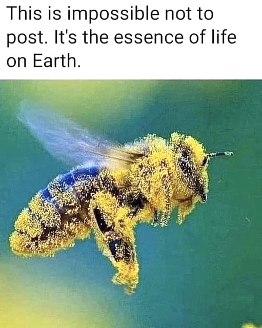 Night thoughts

Just beautiful and hopeful, no words needed.🐝 💚🌱🌳🌲🌿☘️🍀💚