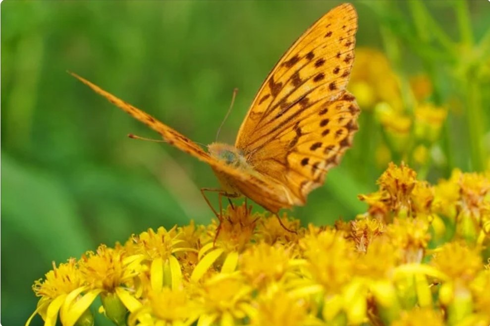 Mariposas amarillas para el cineasta menos conocido del mundo: Fidel Castro Ruz