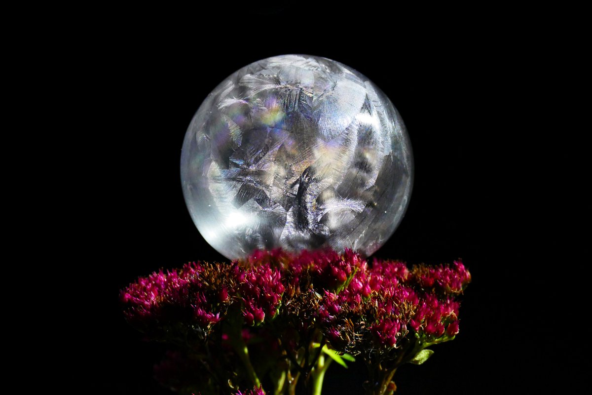 James_Akrill's tweet photo. #FrozenBubble on a #Sedum flower head. 😊 @StormHour @SnowbieWx #Flower #FrozenBubbles #IceBubbles #Photography #FrozenBubblePhotography https://t.co/roNAaQ4nSB