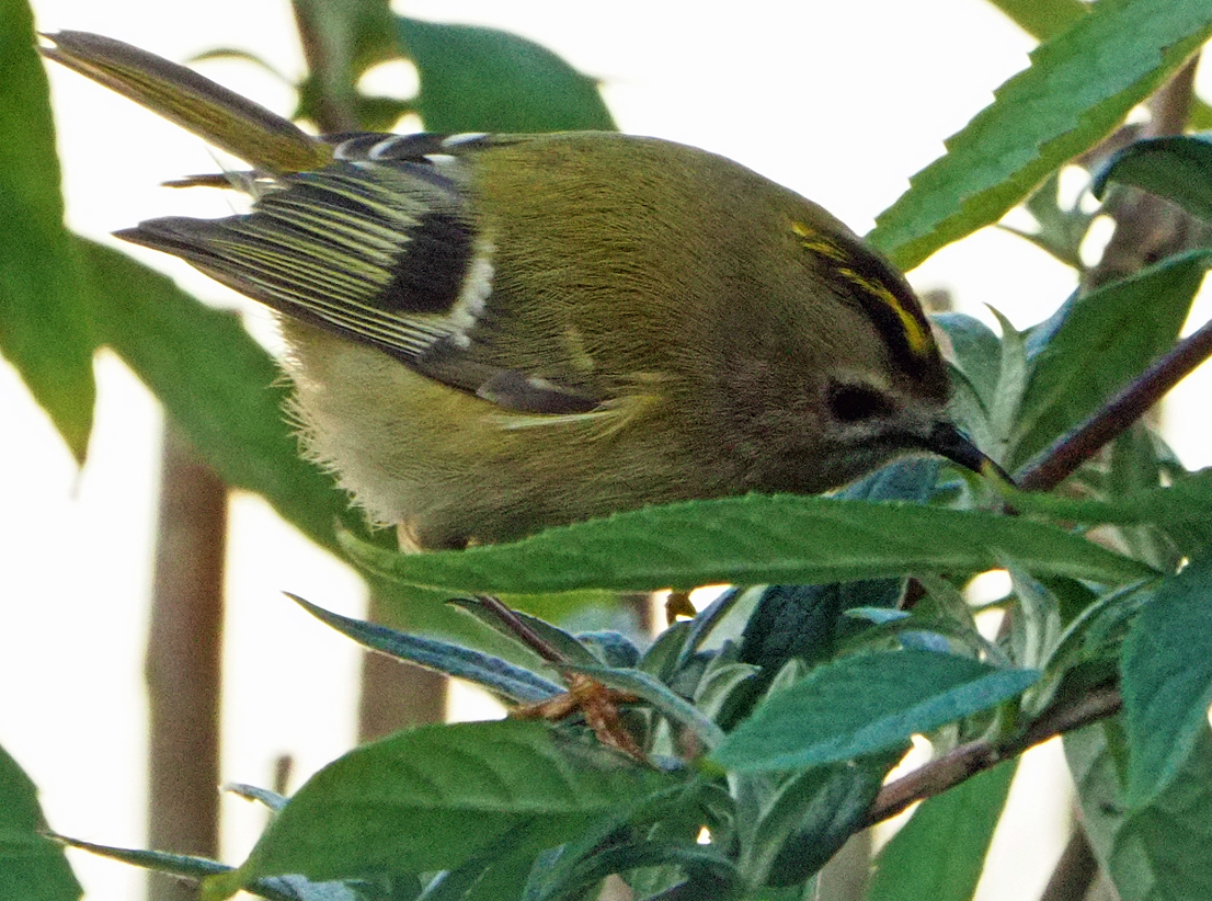 Brian E.Carruthers tweet media