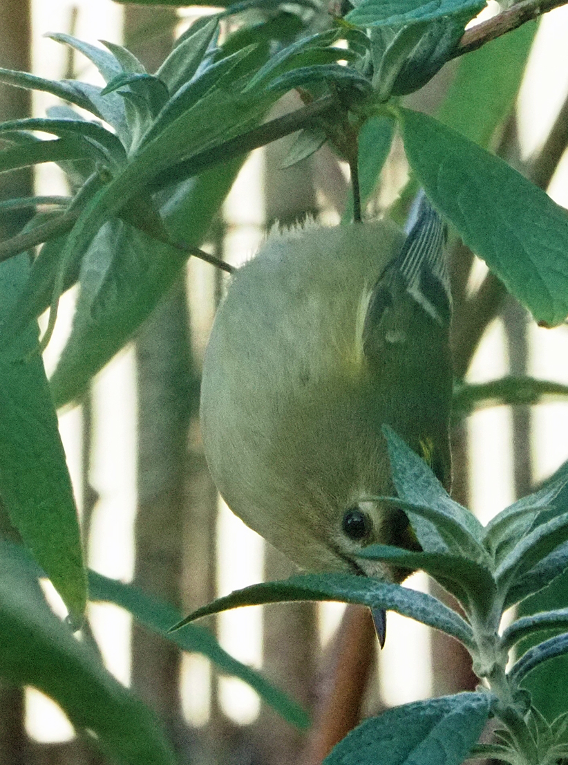 Brian E.Carruthers tweet media