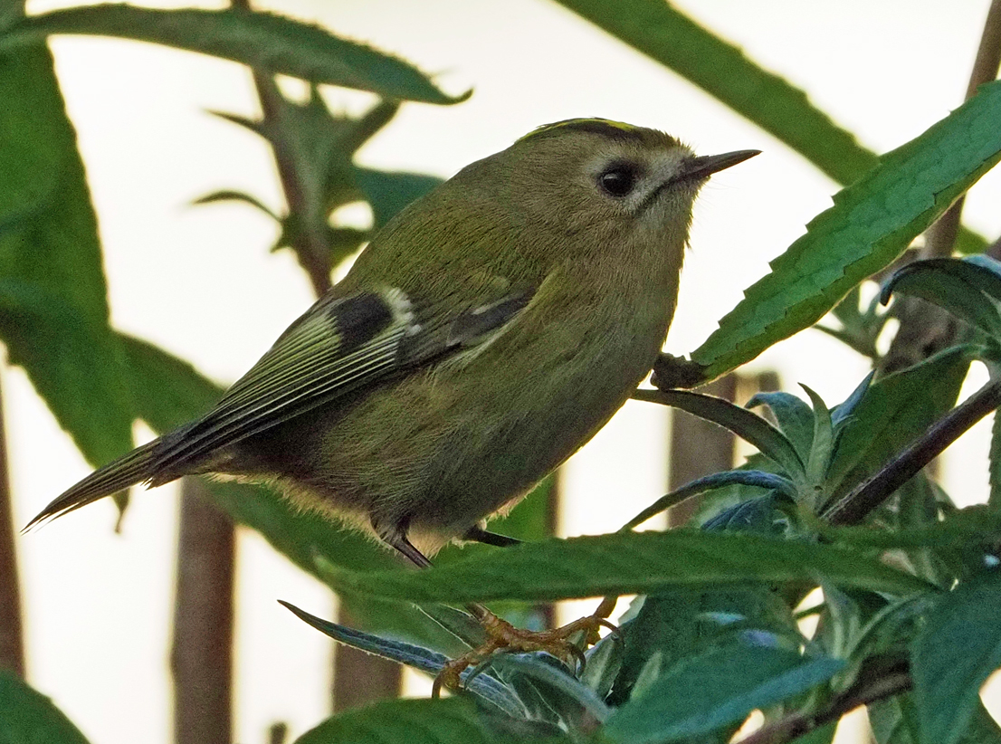 Brian E.Carruthers tweet media