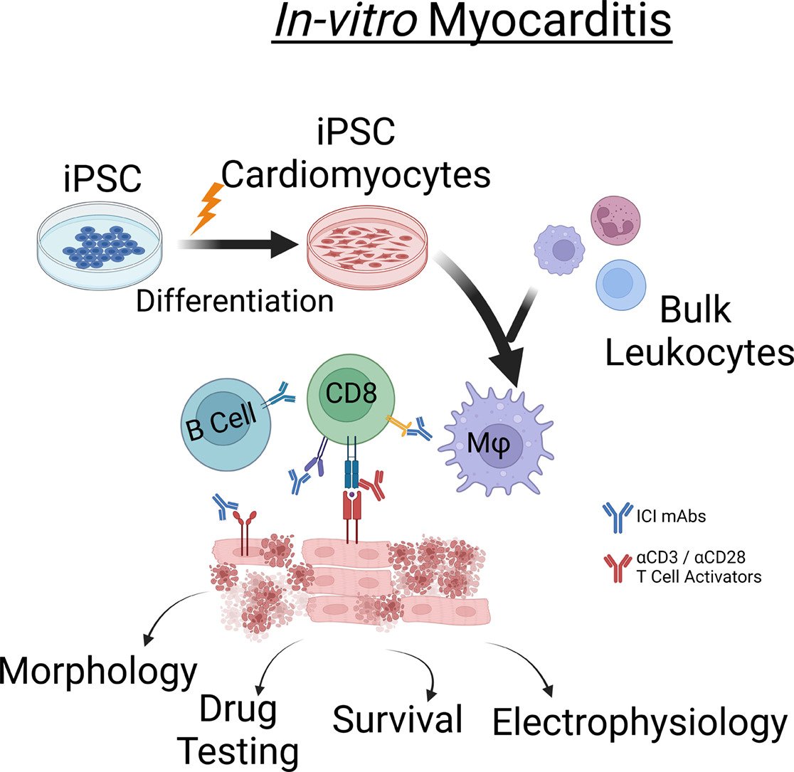 JMCC Plus (@jmccplus) on Twitter photo New paper alert!
Work just out from Jensen et al looked at modeling immune checkpoint inhibitor associated myocarditis using in-vitro models.
sciencedirect.com/science/articl…
#CardioTwitter <a href="/TAMU/">Texas A&M University</a> <a href="/MDAndersonNews/">MD Anderson Cancer Center</a> <a href="/ISHR_ES/">ISHR European Section</a> <a href="/ISHR_NAS/">ISHR North American Section</a> <a href="/ISHR_AUS/">ISHR Australasian Section</a> <a href="/ISHR_LAT/">ISHR LAT Section</a> <a href="/ECI_ISHR/">Early Career Investigators @ISHR North America</a> <a href="/ISHR_ECI/">ISHR International ECI Committee</a> <a href="/IshrMci/">MCI-ISHR</a> New paper alert!
Work just out from Jensen et al looked at modeling immune checkpoint inhibitor associated myocarditis using in-vitro models.
sciencedirect.com/science/articl…
#CardioTwitter <a href="/TAMU/">Texas A&M University</a> <a href="/MDAndersonNews/">MD Anderson Cancer Center</a> <a href="/ISHR_ES/">ISHR European Section</a> <a href="/ISHR_NAS/">ISHR North American Section</a> <a href="/ISHR_AUS/">ISHR Australasian Section</a> <a href="/ISHR_LAT/">ISHR LAT Section</a> <a href="/ECI_ISHR/">Early Career Investigators @ISHR North America</a> <a href="/ISHR_ECI/">ISHR International ECI Committee</a> <a href="/IshrMci/">MCI-ISHR</a>