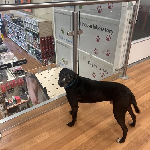 This poor #dog has been abandoned in the store at Vets4Pets #SturryRoad #Canterbury. No chip or collar. If you recognise this dog please call 01227 477990  or the DW on 01227 290069. Whoever did this to this poor, scared soul, I hope you never know peace in your life. You are the