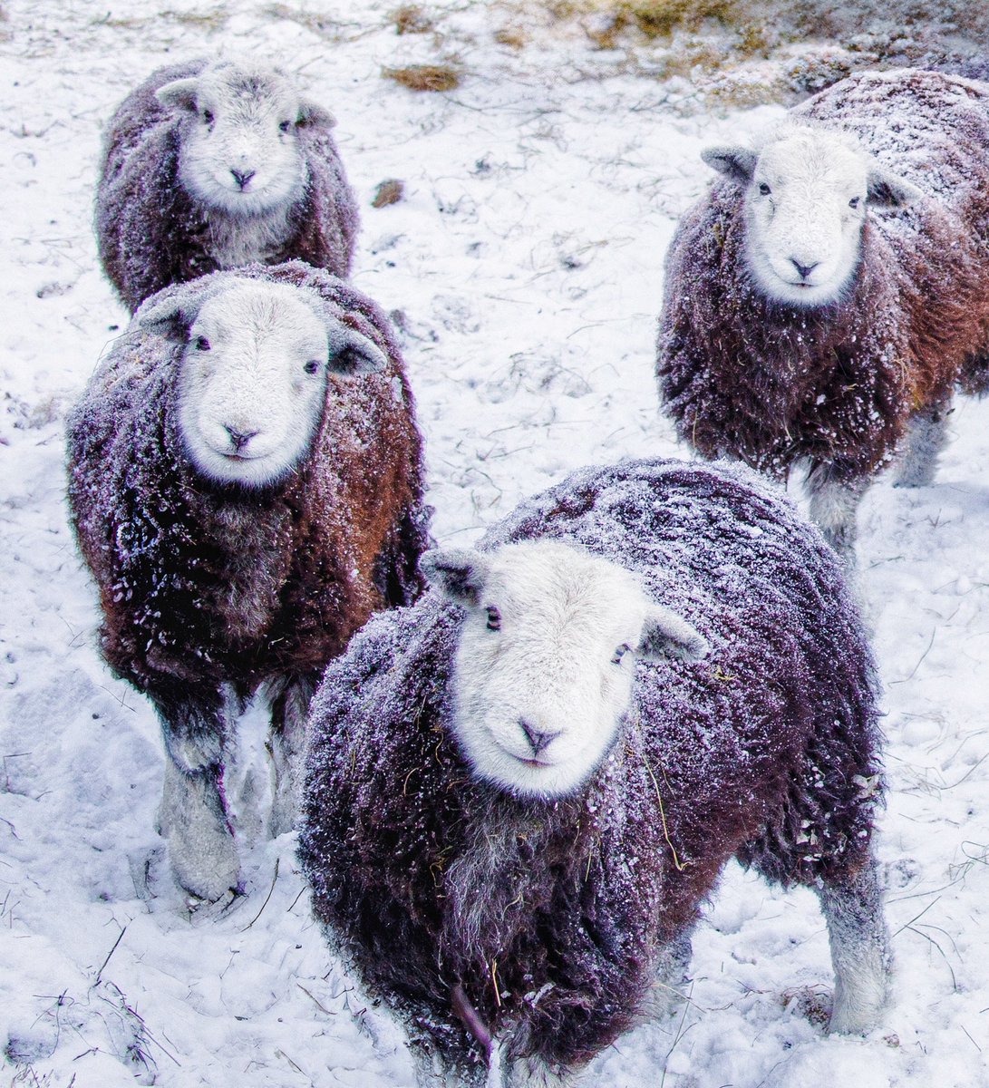 dunfordbridge's tweet photo. One of the cool things about Herdwicks is that whatever the weather, they always appear to be smiling! 😁😁😁😁 @StormHour #herdwicks #sheep #sheepinsnow @HerdyUK #snowsheep #herdy @TheBlackCrag #winter #lakedistrict @lakedistrictnpa @PictureCumbria @BBC_Cumbria https://t.co/4fQJPnknLZ