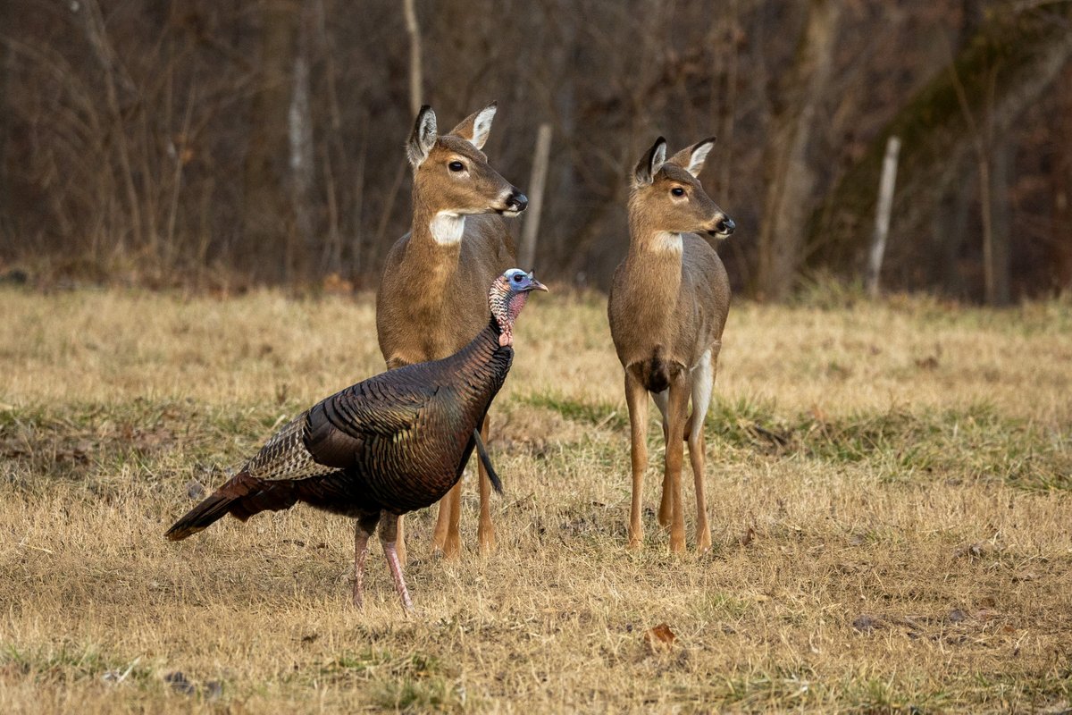 Go wild with holiday meals for family and friends!
Wild-harvested game and fish make delicious and nutritious choices for entertaining this holiday season.
fw.ky.gov/News/Pages/Go-…