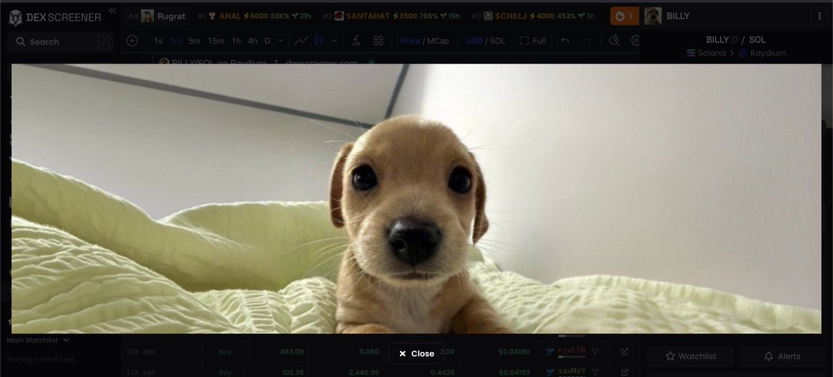 ch4ronny's tweet photo. my little cute bastard 

watcha

$BILLY https://t.co/BkPChyGWRU