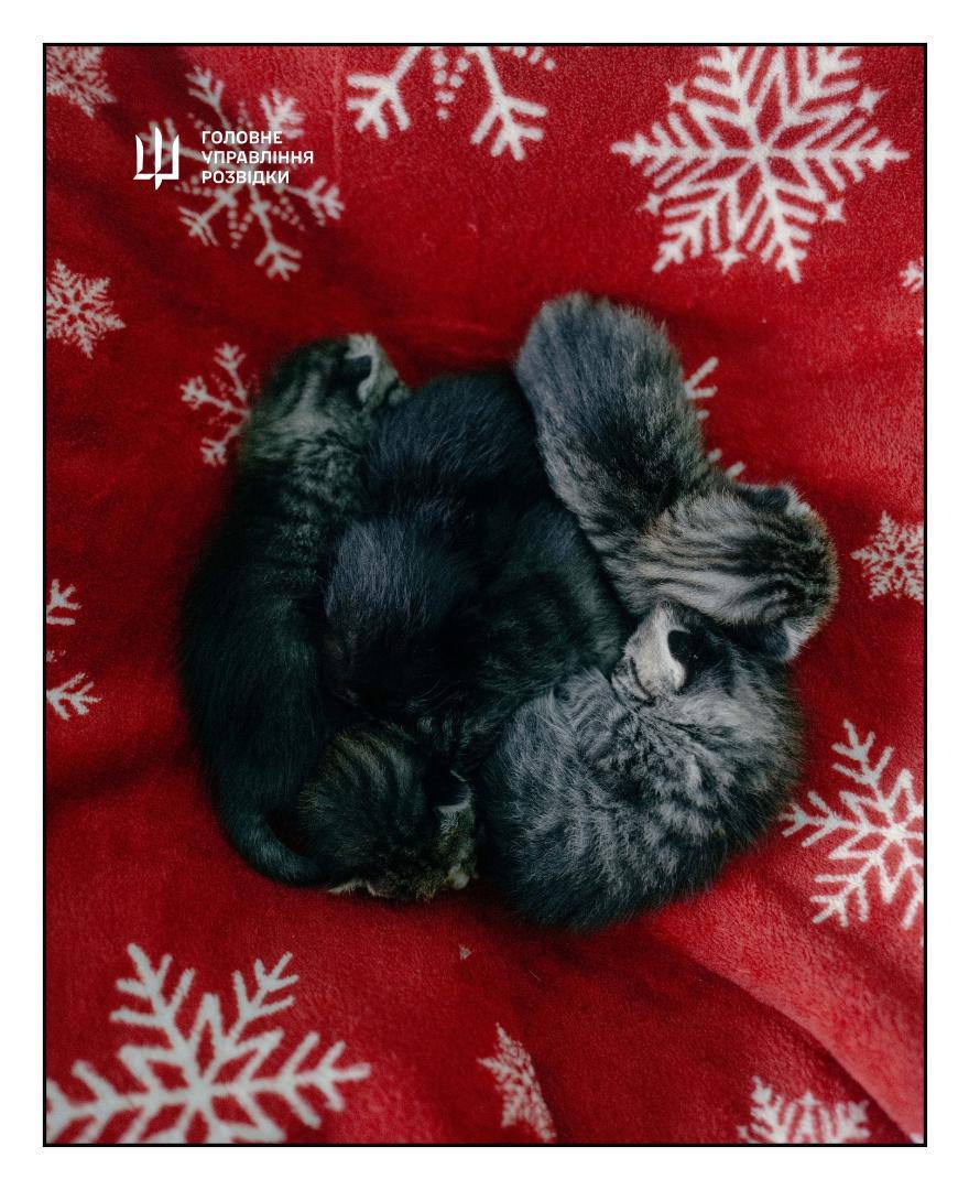 Ukrainian soldiers saves 15 cats from harsh conditions on Zmiinyi Island.
english.nv.ua/life/ukrainian…

📸: Main Intelligence Directorate of the Ministry of Defense