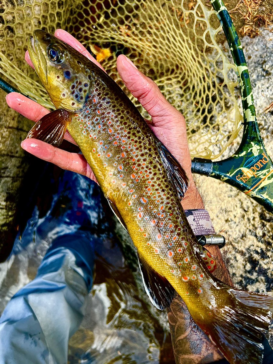 Scrolling through 2024 and dreaming of more #flyfishing #troutfishing #fish #fishing #trout #wildtrout #troutfly #nymph #coloradotrout #coloradofishing #coloradoangler #catchandrelease #dryfly #dryflyfishing #nymphfishing #flytyingjunkie #flytyingphotography #flytying