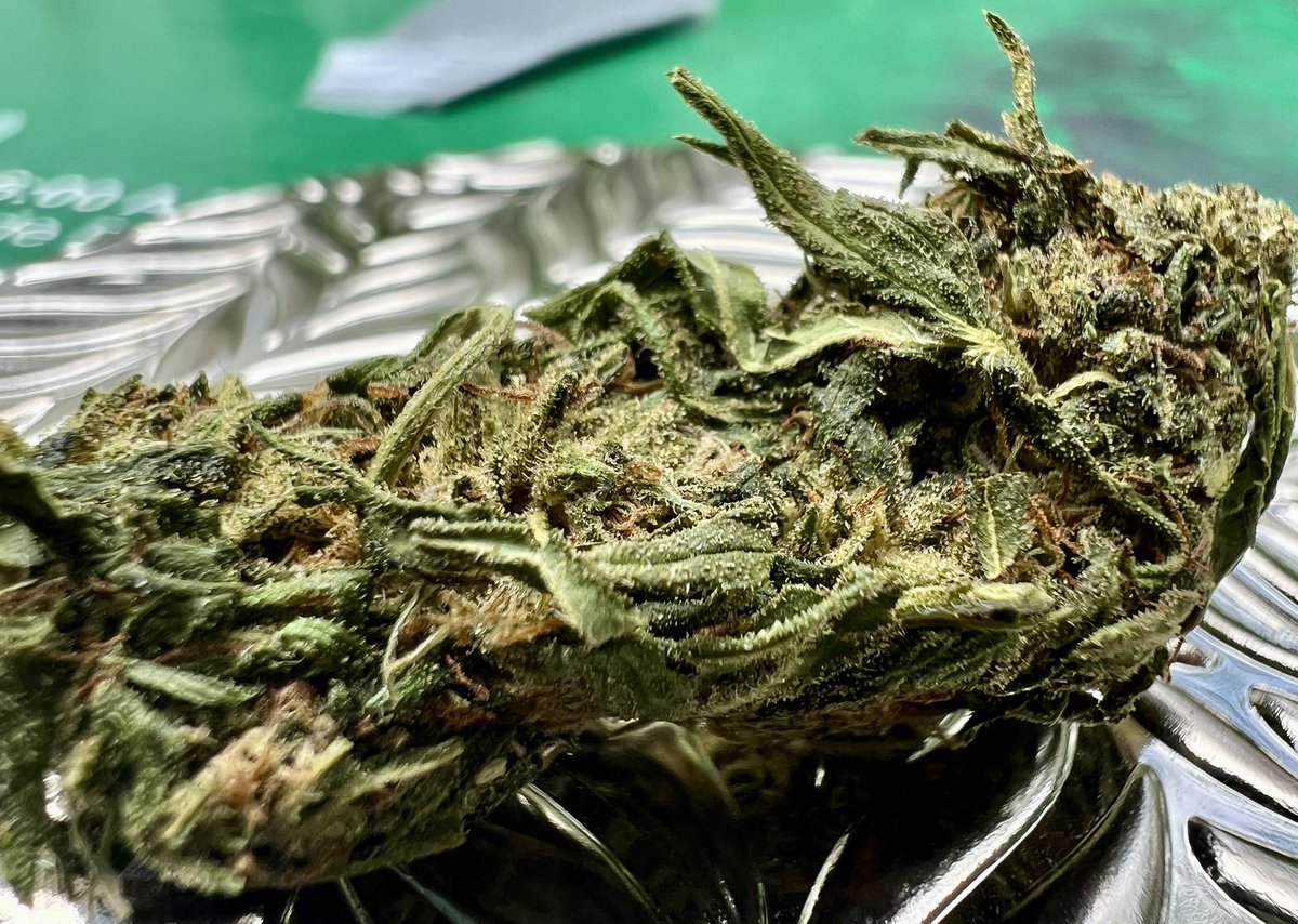 ripkittyrecords's tweet photo. Ripkitty Forbidden V CBD Hemp Flower: Sativa-dominant, 8.9% CBD, stress relief, uplifting energy, & lab-tested purity. Shop now: https://t.co/CmIz5mp8xT #CBD #HempFlower #Ripkitty https://t.co/B4FeDsEXuL