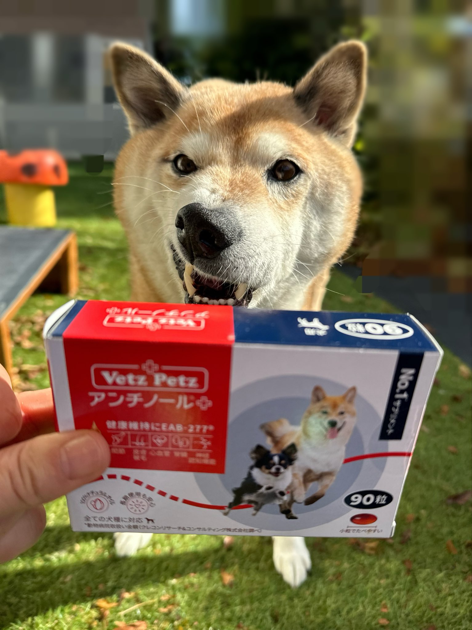 アンチノールプラス犬用60粒入り新品×10箱セット 破け