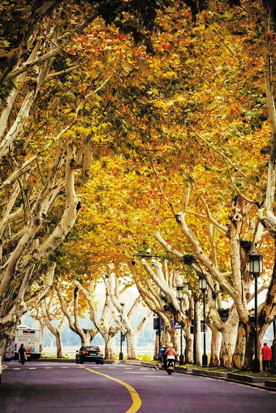 zhu_alice50849's tweet photo. Catching the last golden moments of late autumn—when the crisp air and colorful leaves remind us of the fleeting beauty of the season. 🍂 #AutumnVibes #FallColors #ChasingAutumn https://t.co/YO1pkMr8oR