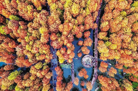 zhu_alice50849's tweet photo. Catching the last golden moments of late autumn—when the crisp air and colorful leaves remind us of the fleeting beauty of the season. 🍂 #AutumnVibes #FallColors #ChasingAutumn https://t.co/YO1pkMr8oR
