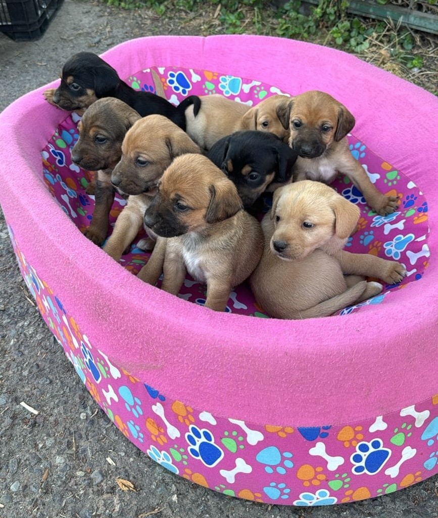 9 hembritas, de un mes, en adopción. Serán de tamaño pequeño. Se encuentran desparasitadas y ya comen solitas. Si deseas adoptar, solicita tu formulario de adopción al +56984181062. Favor RT!
#PuenteAlto