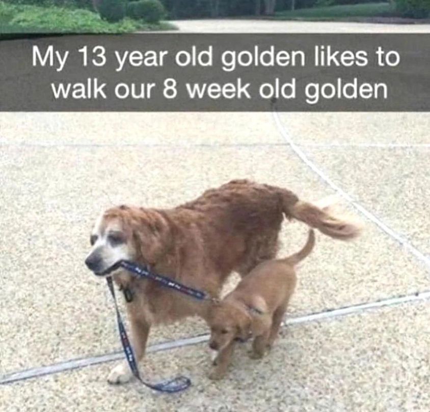 WholesomeMemes (@wholesomememe) on Twitter photo 