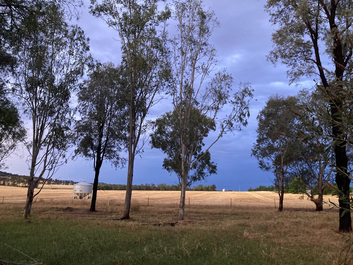 HomesteadAg's tweet image. 🌾 Farming is more than paddocks; it's about smart business too. Management accounting turns raw data into insights and helps farmers make better decisions. Upgrade your system, streamline operations, and build a resilient future. #FarmBusiness
More at: homesteadag.com.au