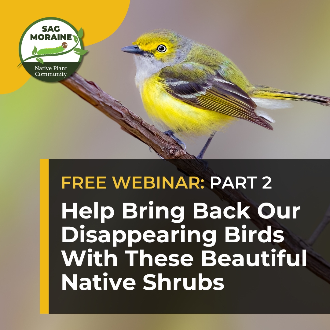 SagPlant's tweet photo. “Help Bring Back Our Disappearing Birds with These Beautiful Native Shrubs Part 2” Webinar Out Now!

Watch here – https://t.co/ZxsScJzEio

#NativePlants #BirdFriendlyGardening #WildlifeHabitat #BringBackBirds #NativeShrubs #SustainableLandscaping #WildlifeGarden #BirdConservation https://t.co/pQcjKPqK7F