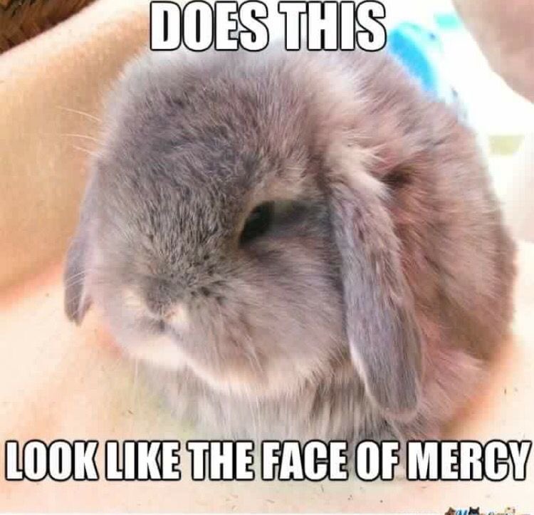 Bunnies (@bunnies) on Twitter photo 