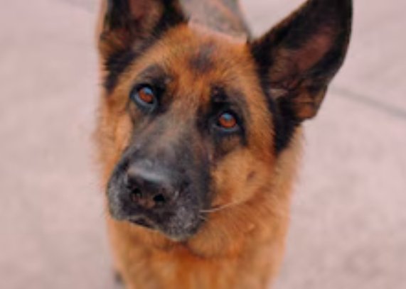 Albert Julian informa🇨🇱 tweet media