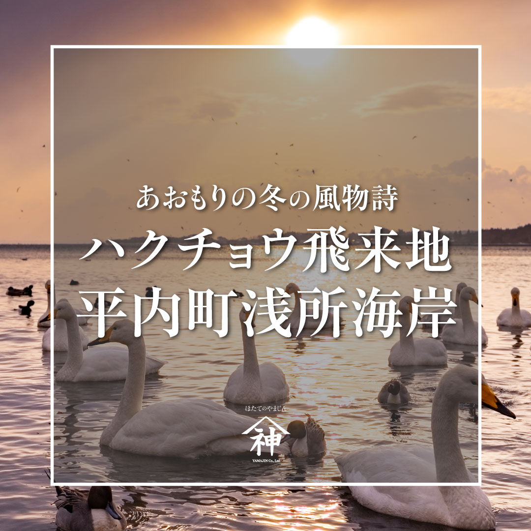 ymjin3380's tweet photo. ＼白鳥さん、ようこそ青森へ✨️／
青森の冬の風物詩のひとつ
今年もたくさんの白鳥が
冬を過ごすために飛来しています

ハクチョウが飛来するということは
自然環境が豊かである証拠！

#青森 #山神 #陸奥湾 #ほたて #ホタテ #帆立 #scallop #MEL #冬の観光 #平内町 #浅所海岸 #ハクチョウ #白鳥 https://t.co/62LmaTvebv