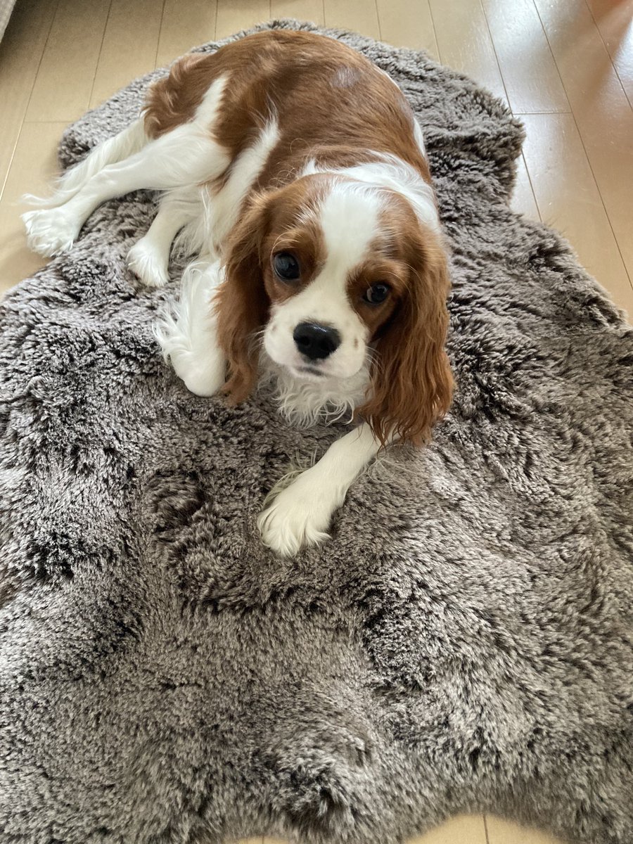 cando1998's tweet image. 気に入ったかな