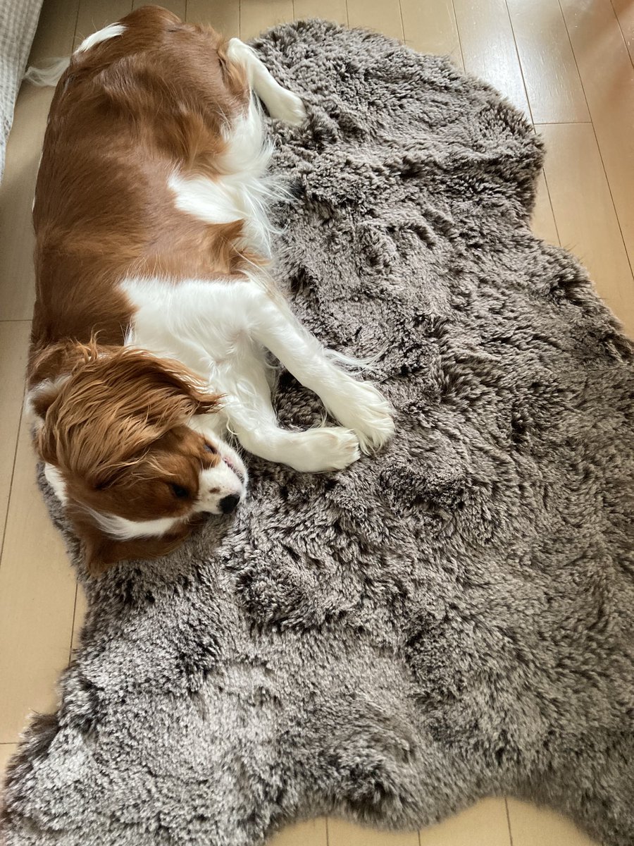 cando1998's tweet image. 気に入ったかな