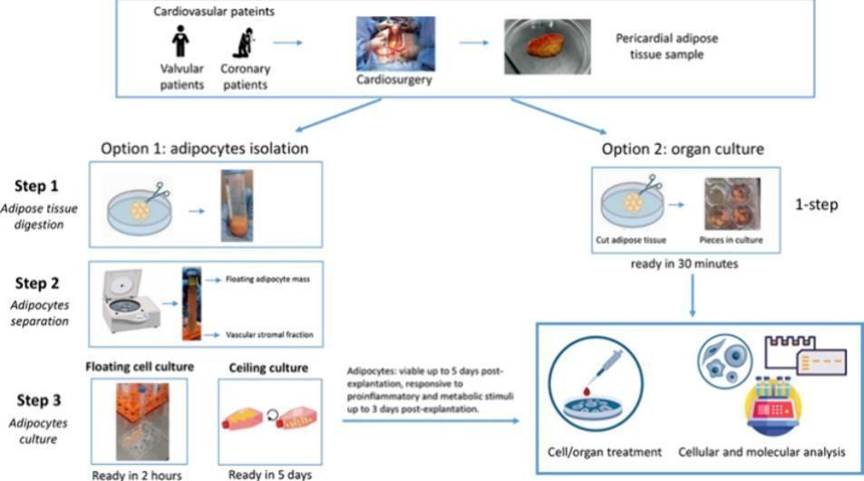 Journal of Molecular and Cellular Cardiology (@jmccardiology) on Twitter photo 🚨 Open access alert! 🚨
Cardiac fat adipocytes: An optimized protocol for isolation of ready-to-use mature adipocytes from human pericardial adipose tissue: buff.ly/3Z4ZRyV
<a href="/k8weeks/">Dr Kate Weeks</a> @monikagladka @vagnozzirj <a href="/ELS_Cardiology/">Elsevier Cardiology</a> 🚨 Open access alert! 🚨
Cardiac fat adipocytes: An optimized protocol for isolation of ready-to-use mature adipocytes from human pericardial adipose tissue: buff.ly/3Z4ZRyV
<a href="/k8weeks/">Dr Kate Weeks</a> @monikagladka @vagnozzirj <a href="/ELS_Cardiology/">Elsevier Cardiology</a>