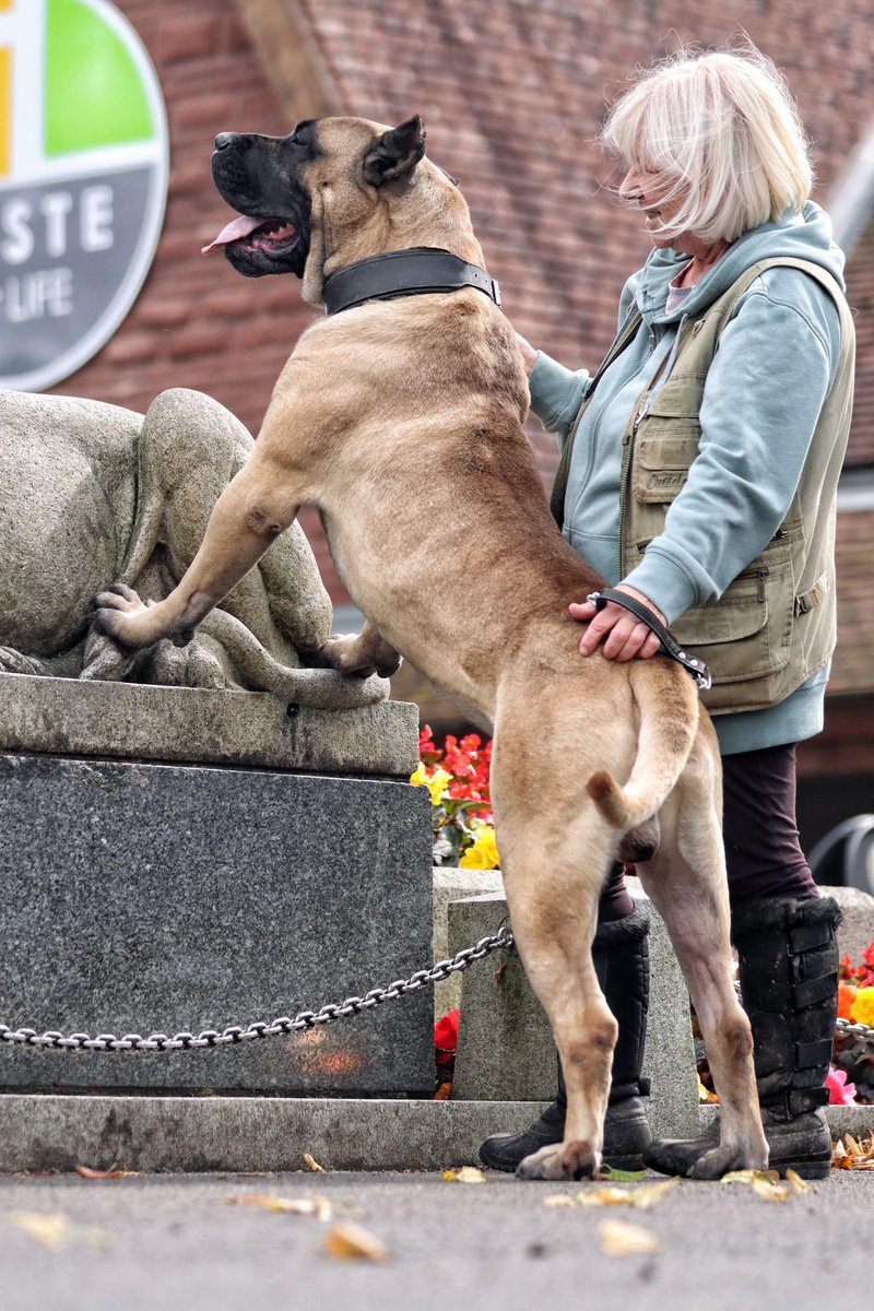 Aris Pedigree tweet media