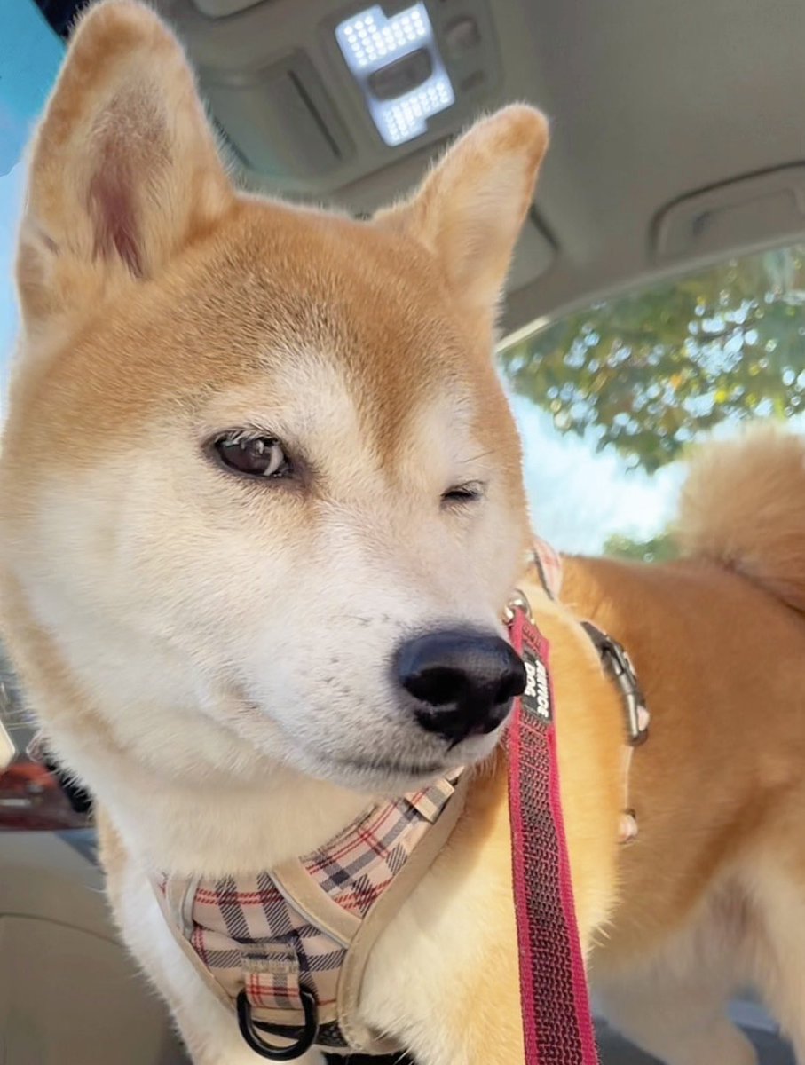 うちの犬朝からディズニーキャラ味溢れてる