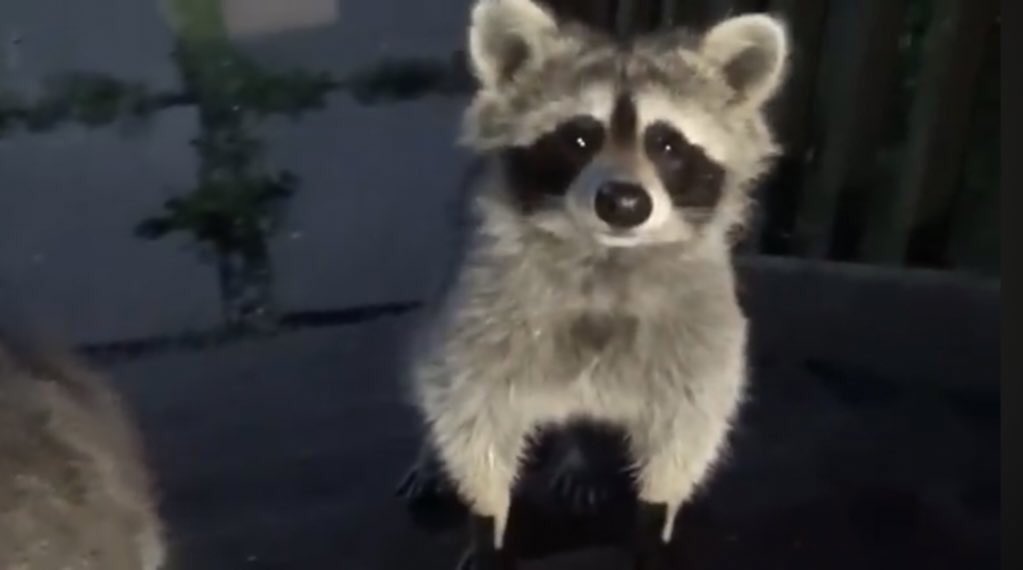 CashPanda✨ tweet media