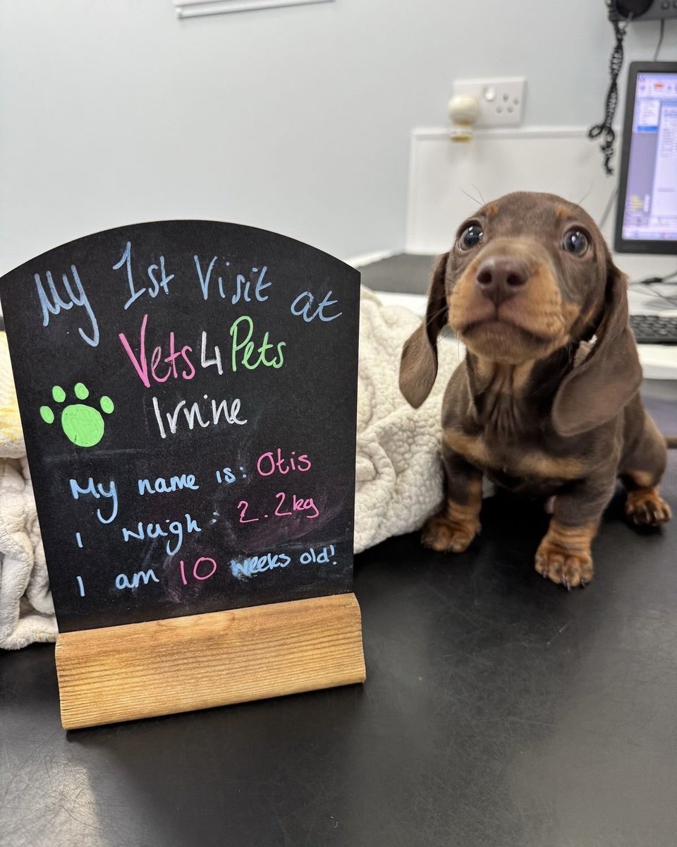 This is Otis. He just had his very first vet appointment. Even got to take a picture like it was his first day of school. 12/10 we're proud of you, Otis