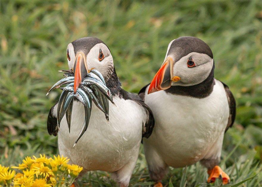DailyHaiku575's tweet photo. Puffins side by side,
One’s beak brims with silver flash,
Bright eyes watch the tide.

#DailyHaiku 🐟 https://t.co/wkCwPqsjTW