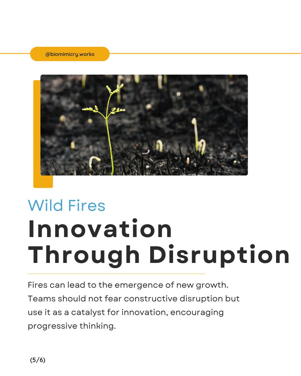 BiomimicryWorks's tweet photo. Let's grow our teams like nature, for a more just and vibrant future.

Embracing biomimicry in team dynamics not only boosts efficiency but also aligns with progressive values like equity, sustainability, and continuous evolution.

Simply shift into this collective mindset. https://t.co/b8PXrQ7G7Y