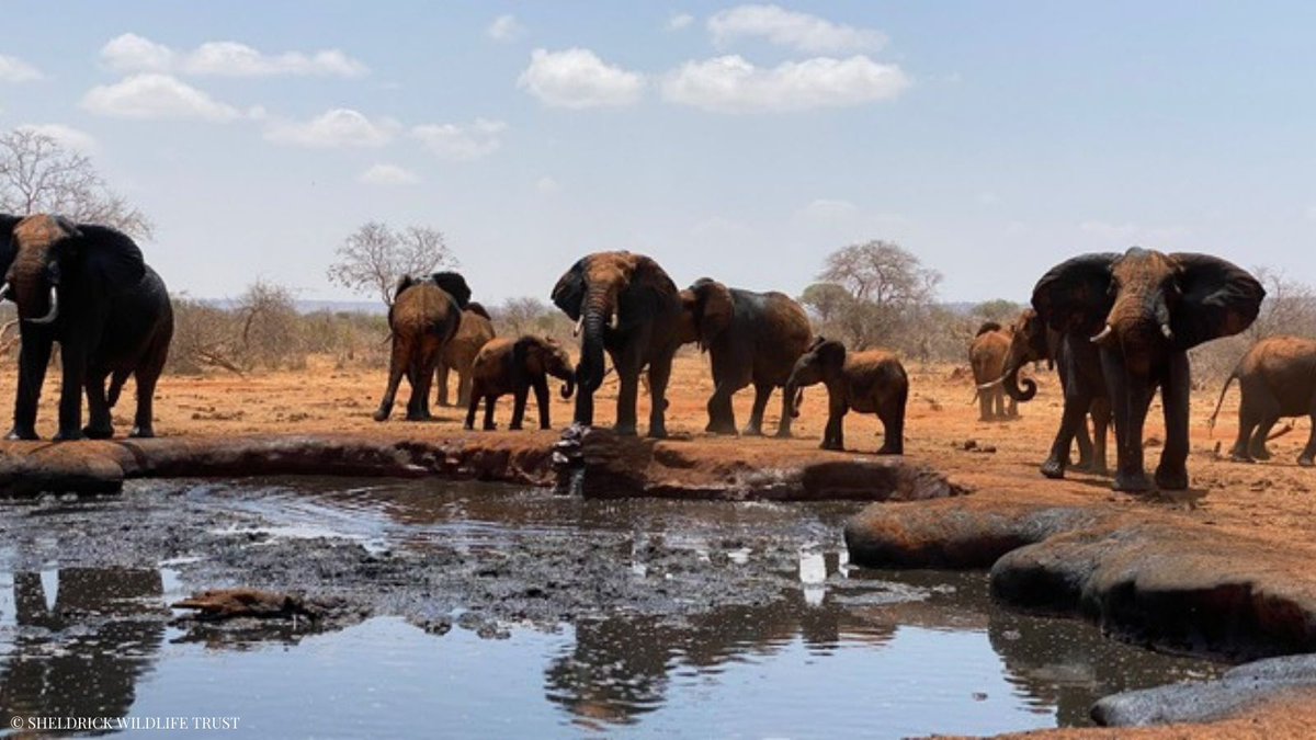 Sheldrick Wildlife Trust tweet media