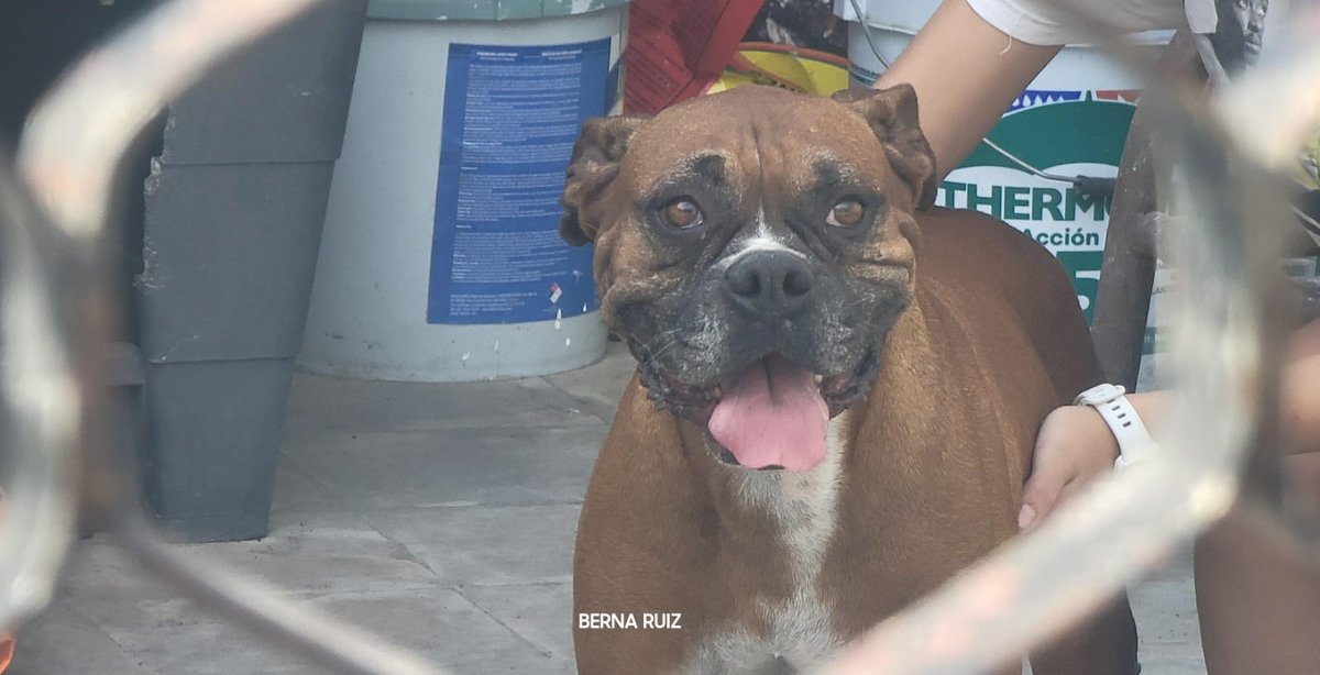 Brislulis's tweet photo. Rescatan a #perrito en Manuel Rivera Anaya / Pedregal de Santo Domingo #sanNicolás  #NL @PC_NuevoLeon 
rescató al can que estaba atorado de la cabeza en una reja de metal. Por fortuna no resultó lesionado :) https://t.co/n4BdXGB1ak