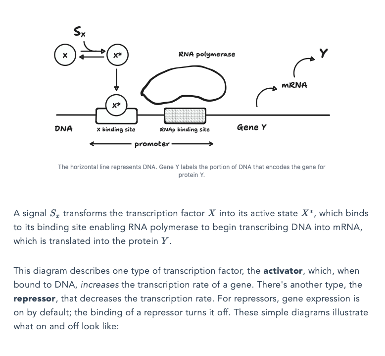 .<a href="/nehaludyavar/">nehal</a> is doing interesting work.

He's currently reading Uri Alon's book to learn Systems Biology. As he learns about new concepts, he writes about them and makes super clean graphics + interactives to accompany the text.

He's "learning in public" in a beautiful way.