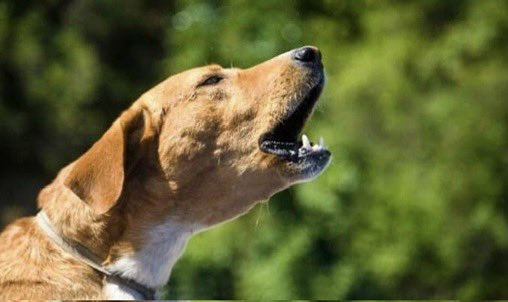 Onlar Katırların bedenleri, serçelerin hayalleridir.